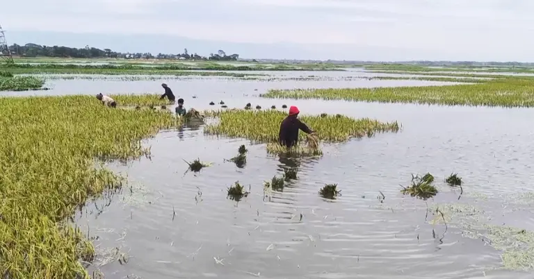 বৃষ্টির পানিতে তলিয়ে গেছে ধান